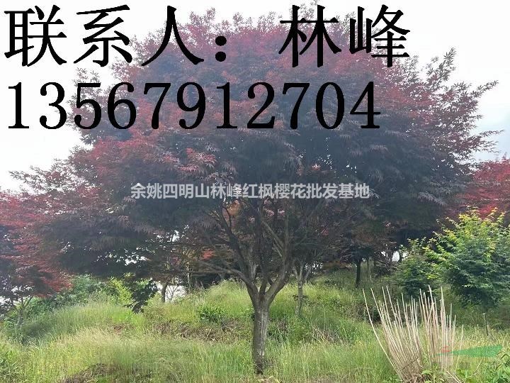 四明山红枫培育基地