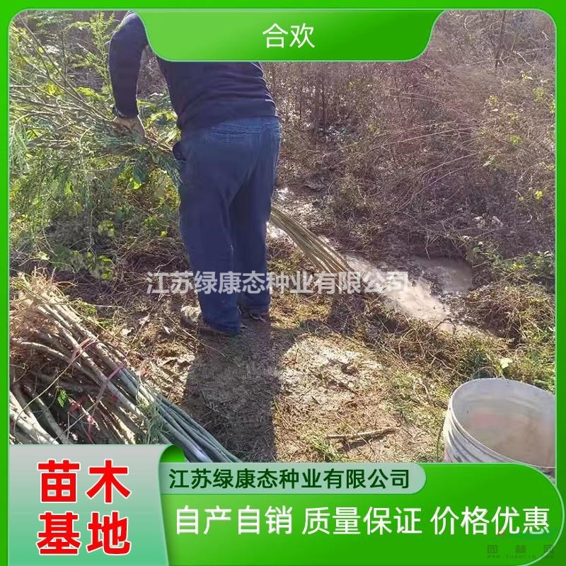 江蘇綠康態(tài)供應2公分合歡 2公分合歡樹苗 合歡裸根樹苗批發(fā)