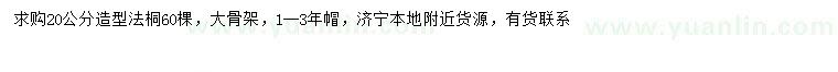 求購20公分造型法桐