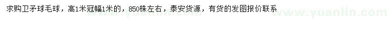 求購(gòu)冠幅1米衛(wèi)矛球