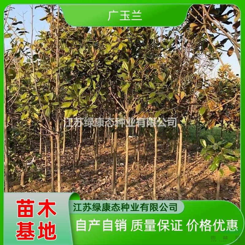 3公分廣玉蘭自產(chǎn)自銷 廣玉蘭樹苗培育基地 3公分廣玉蘭價(jià)格優(yōu)惠