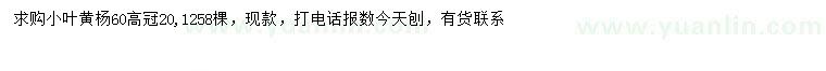 求購高60公分小葉黃楊