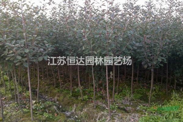 高桿紅葉石楠樹苗木