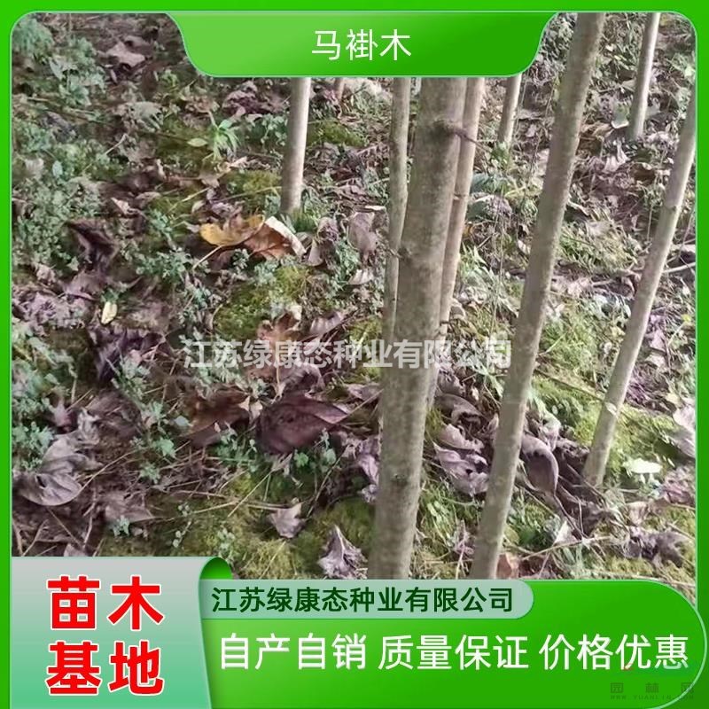 江蘇綠康態(tài)常年供應3公分馬褂木 3公分馬褂木樹苗批發(fā) 馬褂木基地