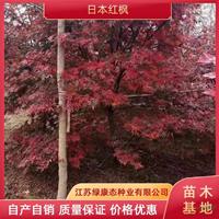 江蘇3公分日本紅楓基地 專業日本紅楓培育基地 日本紅楓全年供應