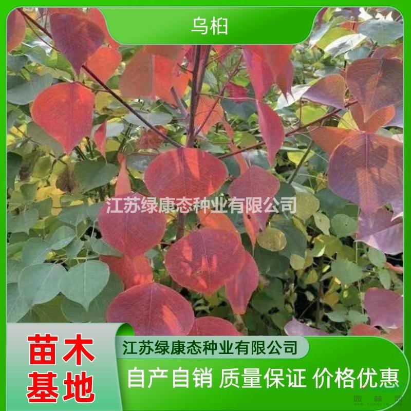 江蘇綠康態(tài)供應(yīng)3公分烏桕 烏桕綠化苗木 紅葉烏桕批發(fā)