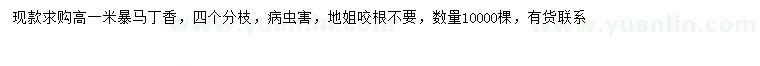 求購高1米暴馬丁香
