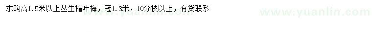 求購(gòu)高1.5米以上叢生榆葉梅