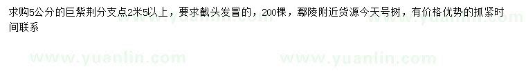 求購5公分巨紫荊