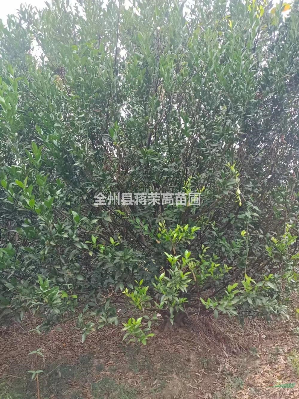 廣西橘子樹(shù)介紹/特征/用途