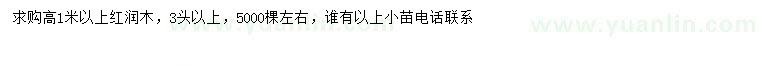 求購高1米以上紅潤木