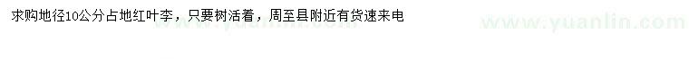 求購地徑10公分紅葉李