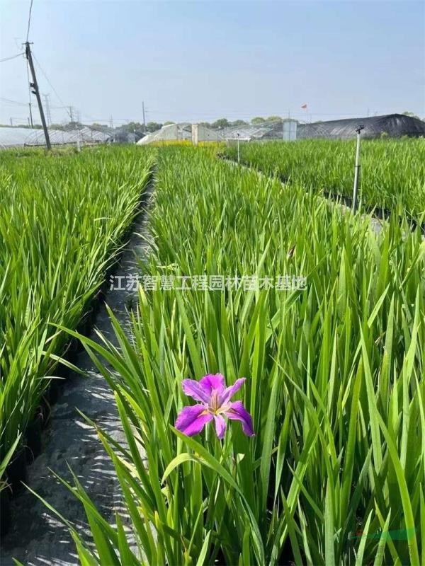 基地常年供應(yīng)優(yōu)質(zhì)水生常綠鳶尾四季長綠  鳶尾花  苗盆栽花卉  ..