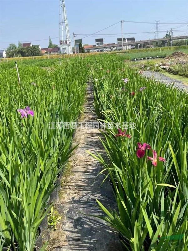 基地常年供應(yīng)優(yōu)質(zhì)水生常綠鳶尾四季長綠  鳶尾花  苗盆栽花卉  ..