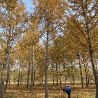 25公分銀杏樹—苗圃清地處理