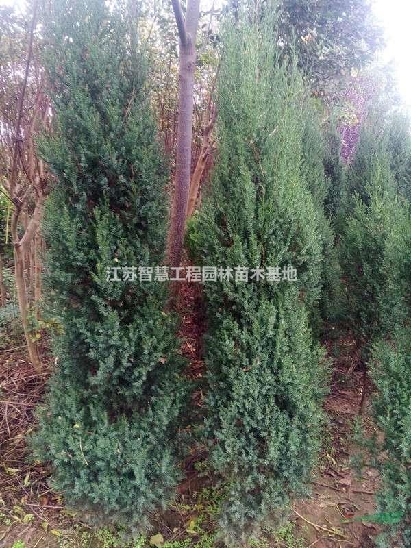 批發(fā)刺松大量出售 塔松 小刺松、 刺柏,寶塔松 塔柏 常青植物,..