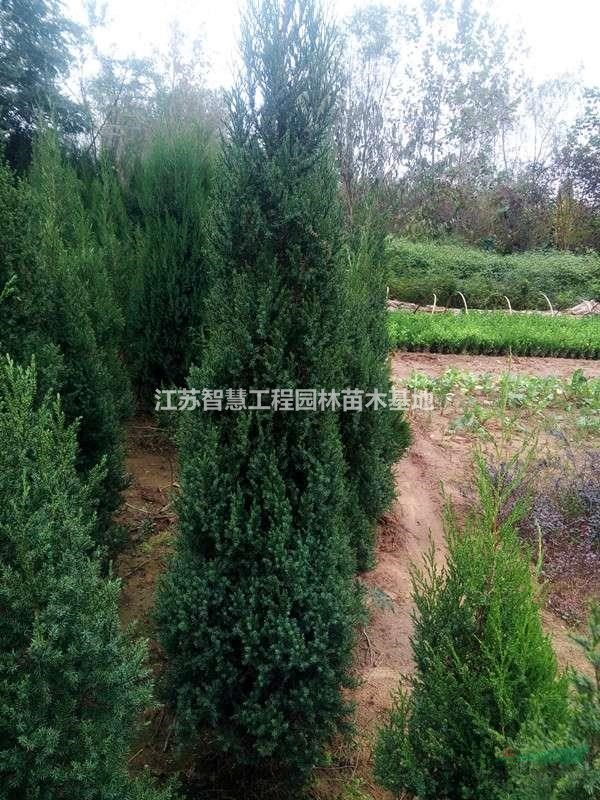 批發(fā)刺松大量出售 塔松 小刺松、 刺柏,寶塔松 塔柏 常青植物,..