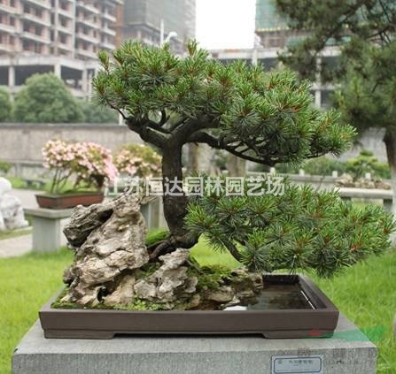 造型五針松