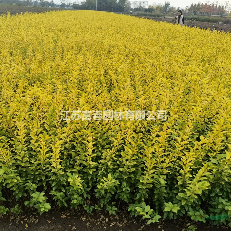 金葉女貞 綠化植物叢生金葉女貞小區(qū)公園綠化種植 路邊觀賞種植