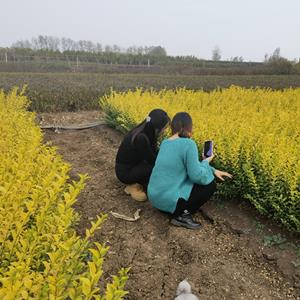 金葉女貞 綠化植物叢生金葉女貞小區(qū)公園綠化種植 路邊觀賞種植