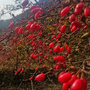 山茱萸小區(qū)庭院公園綠化庭蔭行道風(fēng)景樹(shù) 路邊園林綠化種植