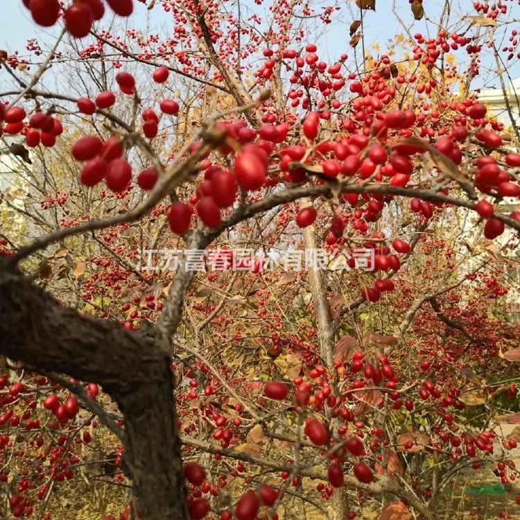 山茱萸小區(qū)庭院公園綠化庭蔭行道風景樹 路邊園林綠化種植