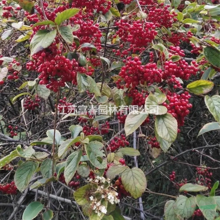 山茱萸小區(qū)庭院公園綠化庭蔭行道風景樹 路邊園林綠化種植