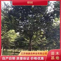 20公分櫸樹多少錢一棵 20公分櫸樹哪家便宜 采購櫸樹到江蘇綠康態