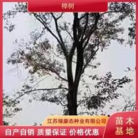 供应25公分榉树 红榉树 江苏榉树 低价出售25公分榉树 榉树质量保证