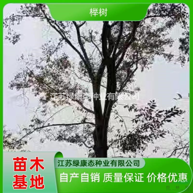 供應(yīng)25公分櫸樹(shù) 紅櫸樹(shù) 江蘇櫸樹(shù) 低價(jià)出售25公分櫸樹(shù) 櫸樹(shù)質(zhì)量保證