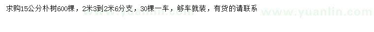求購15公分樸樹