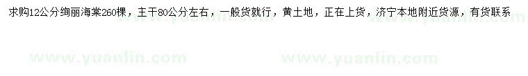 求購12公分絢麗海棠