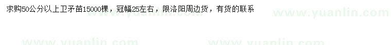 求購50公分以上衛(wèi)矛