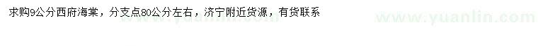 求購9公分西府海棠