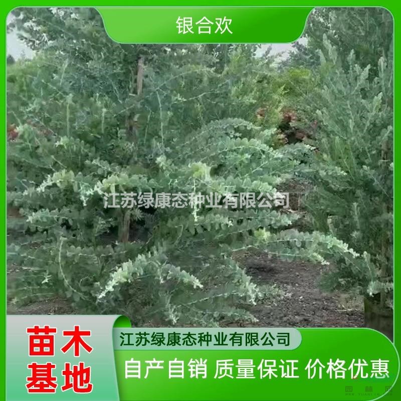 江蘇5公分銀合歡圖片 5公分銀合歡報(bào)價(jià) 銀合歡基地直供專業(yè)種植