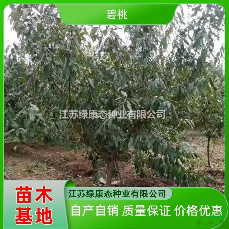 江蘇綠康態(tài)供應6公分碧桃 6公分碧桃樹苗 小規(guī)格碧桃 精品碧桃