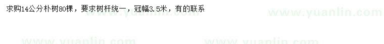 求購14公分樸樹