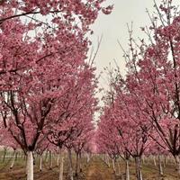 櫻花中的頭牌—陽光櫻苗圃大批量供應