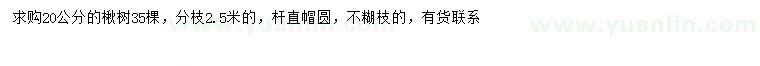 求購(gòu)20公分楸樹(shù)