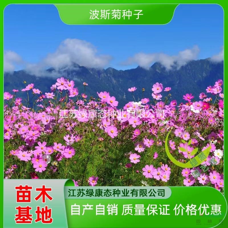 供應(yīng)波斯菊種子 批發(fā)波斯菊種子 波斯菊種子發(fā)芽率高可提供技術(shù)支持