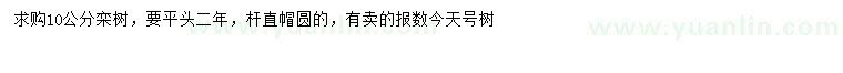 求購10公分欒樹