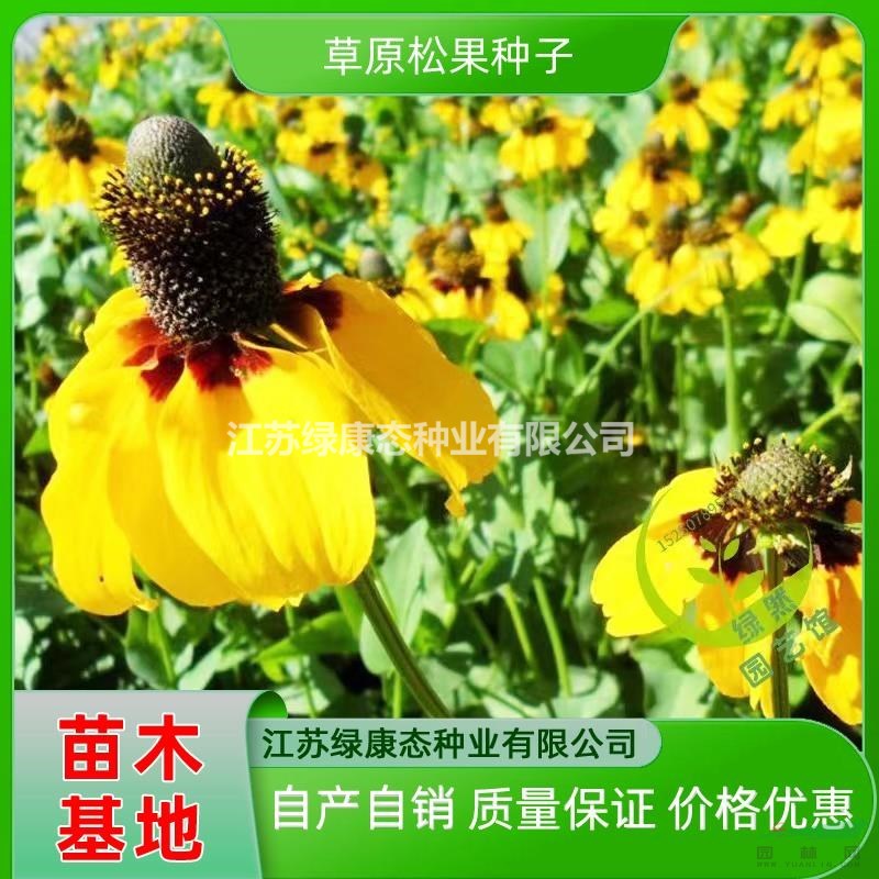 供應(yīng)草原松果菊種子 草原松果菊種子種植方法 可提供技術(shù)支持