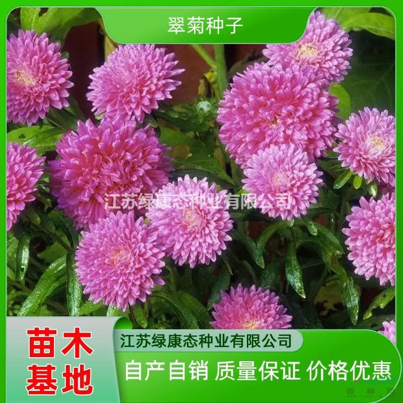 翠菊種子批發(fā) 翠菊供應(yīng) 江蘇翠菊種子供應(yīng)商