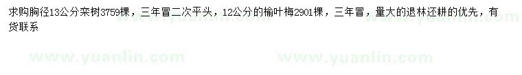 求購12公分榆葉梅、胸徑13公分欒樹(shù)
