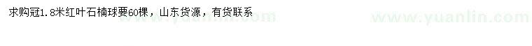 求購冠幅1.8米紅葉石楠球