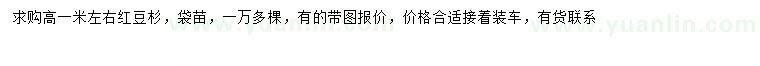 求購(gòu)高1米左右紅豆杉
