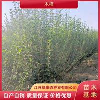 優質特價高180厘米木槿產地直銷 木槿綠化苗木出售 木槿小苗