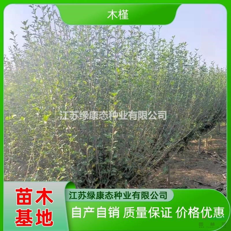 優(yōu)質(zhì)特價高180厘米木槿產(chǎn)地直銷 木槿綠化苗木出售 木槿小苗