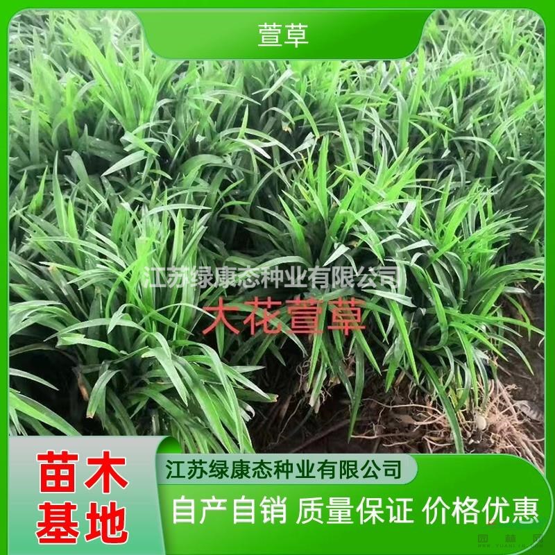 供應(yīng)高30厘米萱草 高度30cm大花萱草 江蘇萱草基地