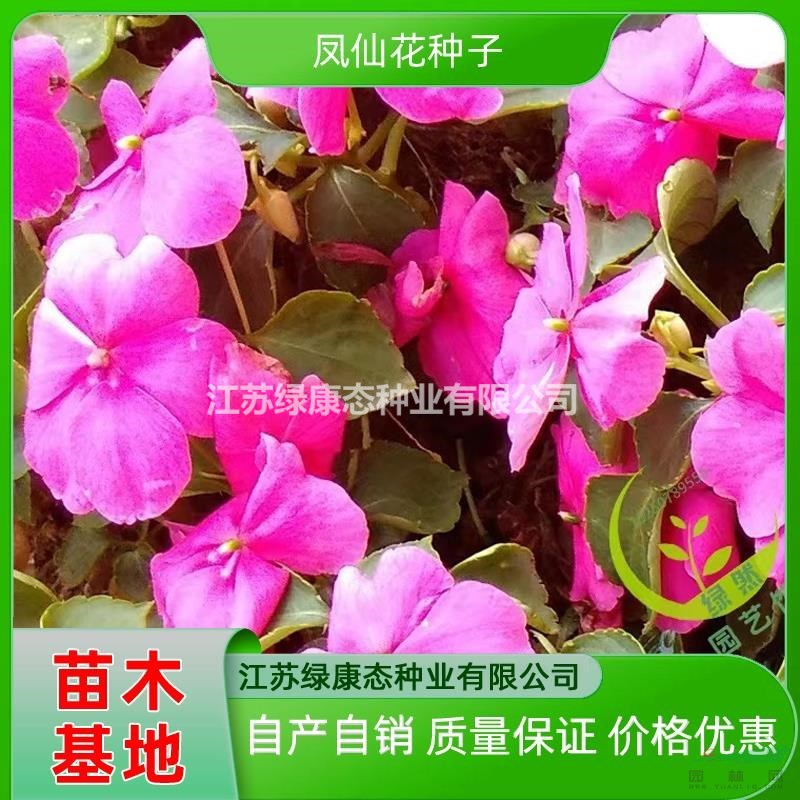 供應(yīng)鳳仙花 鳳仙花種子 鳳仙花種苗 鳳仙花種子量大價(jià)格優(yōu)